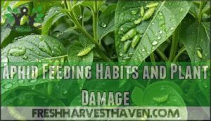 aphid feeding habits and plant damage