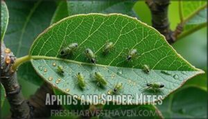 aphids and spider mites