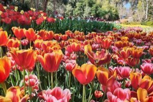 Araluen Botanic Park