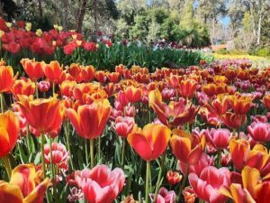 Araluen Botanic Park