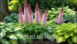 astilbes and hostas