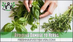 avoiding damage to herbs