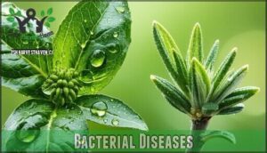 bacterial diseases