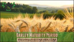 barley maturity period