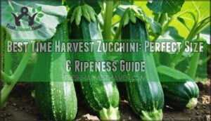 best time harvest zucchini