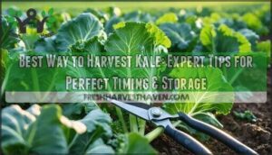 best way to harvest kale