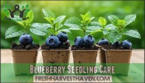 blueberry seedling care