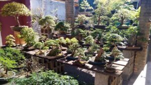Bonsai course