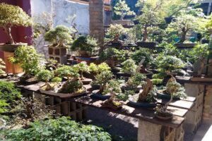 Bonsai course