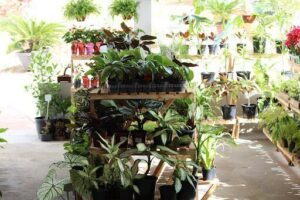 BONSAI VEM FLORIR