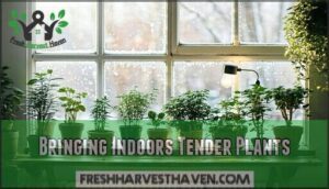 bringing indoors tender plants