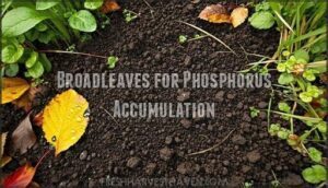 broadleaves for phosphorus accumulation
