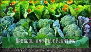 broccoli and kale planting
