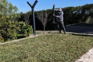 buxus paisajismo - Green deco