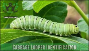 cabbage looper identification