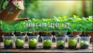caring for seedlings