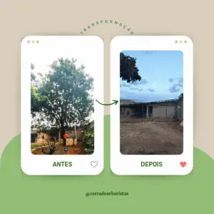 CERRADO • ARBORISTAS | Corte e poda em Brasília DF | Poda técnica | Supressão | Análise de riscos | Tratamento