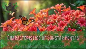 characteristics of sunstar pentas