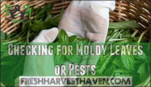 checking for moldy leaves or pests