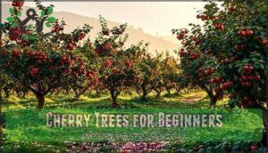 cherry trees for beginners