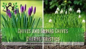 chives and garlic chives characteristics