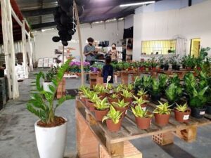 Ciagro Flora e Reflorestamento