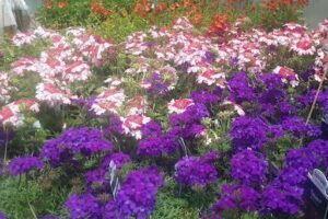 Coastal Gardens