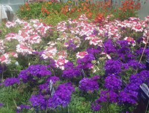 Coastal Gardens
