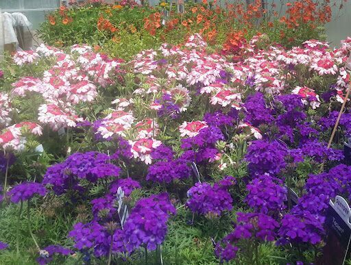 Coastal Gardens