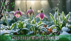 cold hardy winter flowers