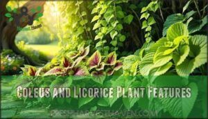 coleus and licorice plant features