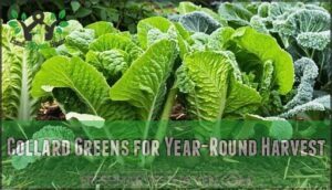 collard greens for year-round harvest