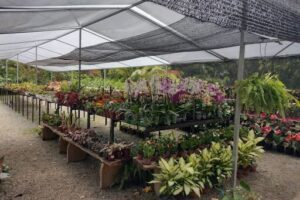Comunidade Vassoural Plantas e Flores