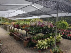 Comunidade Vassoural Plantas e Flores