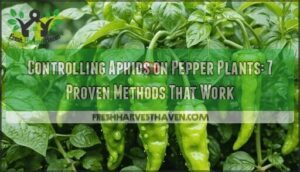 controlling aphids on pepper plants