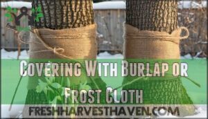 covering with burlap or frost cloth