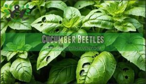 cucumber beetles