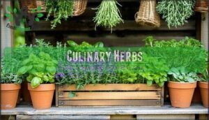culinary herbs