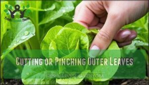 cutting or pinching outer leaves