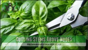 cutting stems above nodes