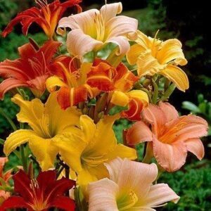 Daylily Mix (6 Pack of B085Q17YFM