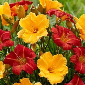 Daylily Mix Value Bag (6 B079T7W54H