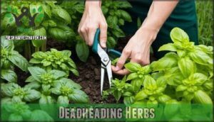 deadheading herbs