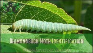 diamondback moth identification