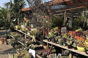 Dig Gardens Aptos