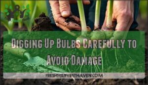 digging up bulbs carefully to avoid damage
