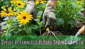 divide perennials before spring growth