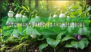 dutchman’s breeches and hellebore