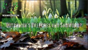 dutchman’s breeches and snowdrop
