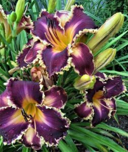 DVFBTGA Daylily （Plantation Planting Professional B0D4YRC8G3
